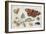 Three Butterflies, a Beetle and Other Insects, with a Cutting of Ragwort, Early 1650S-Jan van Kessel-Framed Giclee Print