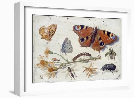 Three Butterflies, a Beetle and Other Insects, with a Cutting of Ragwort, Early 1650S-Jan van Kessel-Framed Giclee Print