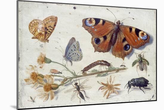 Three Butterflies, a Beetle and Other Insects, with a Cutting of Ragwort, Early 1650S-Jan van Kessel-Mounted Giclee Print