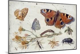 Three Butterflies, a Beetle and Other Insects, with a Cutting of Ragwort, Early 1650S-Jan van Kessel-Mounted Giclee Print