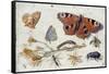 Three Butterflies, a Beetle and Other Insects, with a Cutting of Ragwort, Early 1650S-Jan van Kessel-Framed Stretched Canvas