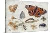 Three Butterflies, a Beetle and Other Insects, with a Cutting of Ragwort, Early 1650S-Jan van Kessel-Stretched Canvas