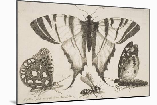 Three Butterflies and a Wasp-Wenceslaus Hollar-Mounted Giclee Print