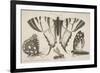 Three Butterflies and a Wasp-Wenceslaus Hollar-Framed Giclee Print