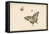 Three Butterflies (W/C & Gouache)-Herman Henstenburgh-Framed Stretched Canvas