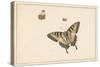 Three Butterflies (W/C & Gouache)-Herman Henstenburgh-Stretched Canvas