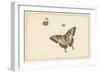 Three Butterflies (W/C & Gouache)-Herman Henstenburgh-Framed Giclee Print