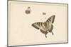 Three Butterflies (W/C & Gouache)-Herman Henstenburgh-Mounted Giclee Print