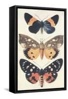 Three Butterflies-null-Framed Stretched Canvas