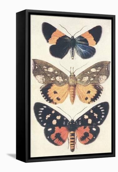 Three Butterflies-null-Framed Stretched Canvas