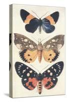 Three Butterflies-null-Stretched Canvas