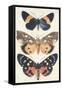 Three Butterflies-null-Framed Stretched Canvas