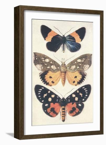 Three Butterflies-null-Framed Art Print