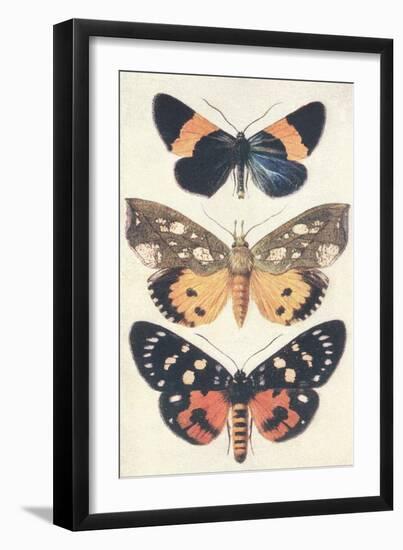 Three Butterflies-null-Framed Art Print