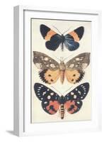 Three Butterflies-null-Framed Art Print