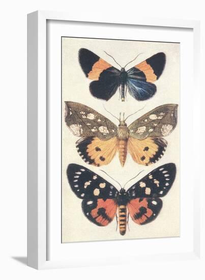 Three Butterflies-null-Framed Art Print