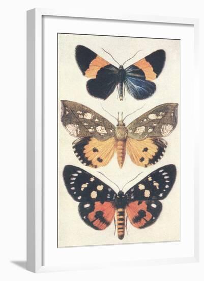 Three Butterflies-null-Framed Art Print