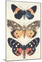 Three Butterflies-null-Mounted Art Print