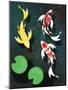 Three Butterfly Koi Fish-mduerksen-Mounted Art Print