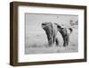 Three Butts!-Ali Khataw-Framed Photographic Print