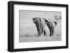 Three Butts!-Ali Khataw-Framed Photographic Print