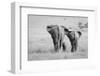 Three Butts!-Ali Khataw-Framed Photographic Print