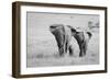 Three Butts!-Ali Khataw-Framed Photographic Print