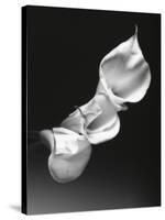 Three Calla Lilies-George Oze-Stretched Canvas