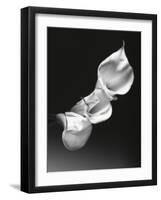 Three Calla Lilies-George Oze-Framed Photographic Print