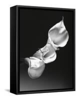 Three Calla Lilies-George Oze-Framed Stretched Canvas