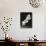 Three Calla Lilies-George Oze-Photographic Print displayed on a wall