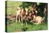 Three Calves in the Shade of a Tree-David Gauld-Stretched Canvas