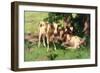 Three Calves in the Shade of a Tree-David Gauld-Framed Giclee Print