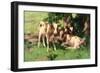 Three Calves in the Shade of a Tree-David Gauld-Framed Giclee Print