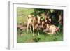 Three Calves in the Shade of a Tree-David Gauld-Framed Giclee Print