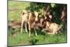 Three Calves in the Shade of a Tree-David Gauld-Mounted Giclee Print