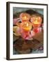 Three Candles and Rose Petals on a Table-Alena Hrbkova-Framed Photographic Print