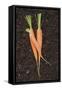 Three Carrots on Soil-Foodcollection-Framed Stretched Canvas