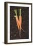 Three Carrots on Soil-Foodcollection-Framed Photographic Print