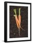 Three Carrots on Soil-Foodcollection-Framed Photographic Print