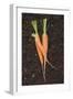 Three Carrots on Soil-Foodcollection-Framed Photographic Print