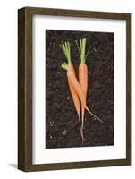 Three Carrots on Soil-Foodcollection-Framed Photographic Print