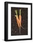 Three Carrots on Soil-Foodcollection-Framed Photographic Print