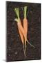 Three Carrots on Soil-Foodcollection-Mounted Photographic Print