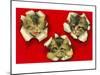 Three Cats Poking Through Paper-null-Mounted Art Print