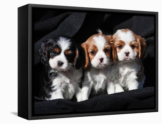 Three Cavalier King Charles Spaniel Puppies Sitting in a Row with Black Background-Zandria Muench Beraldo-Framed Stretched Canvas