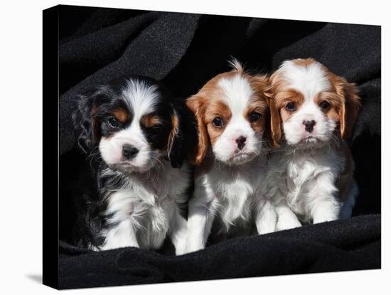 Three Cavalier King Charles Spaniel Puppies Sitting in a Row with Black Background-Zandria Muench Beraldo-Stretched Canvas