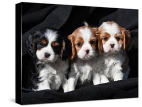 Three Cavalier King Charles Spaniel Puppies Sitting in a Row with Black Background-Zandria Muench Beraldo-Stretched Canvas