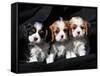 Three Cavalier King Charles Spaniel Puppies Sitting in a Row with Black Background-Zandria Muench Beraldo-Framed Stretched Canvas