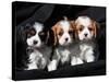 Three Cavalier King Charles Spaniel Puppies Sitting in a Row with Black Background-Zandria Muench Beraldo-Stretched Canvas